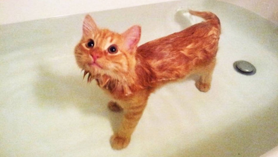 Кошка боится воды