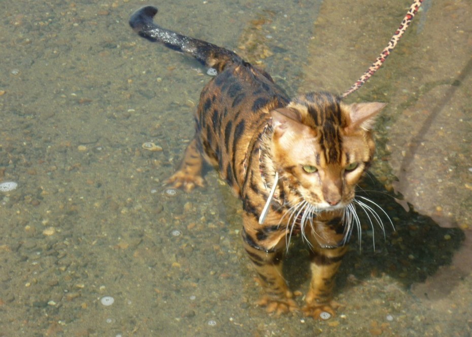 Котик под душем