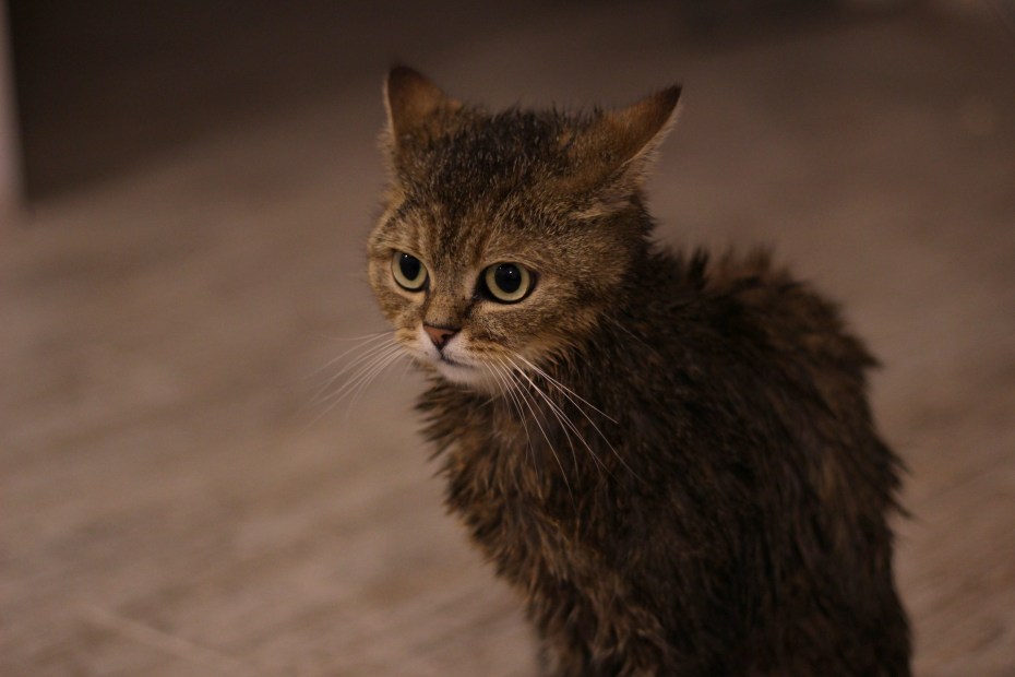 Шотландский кот в ванной