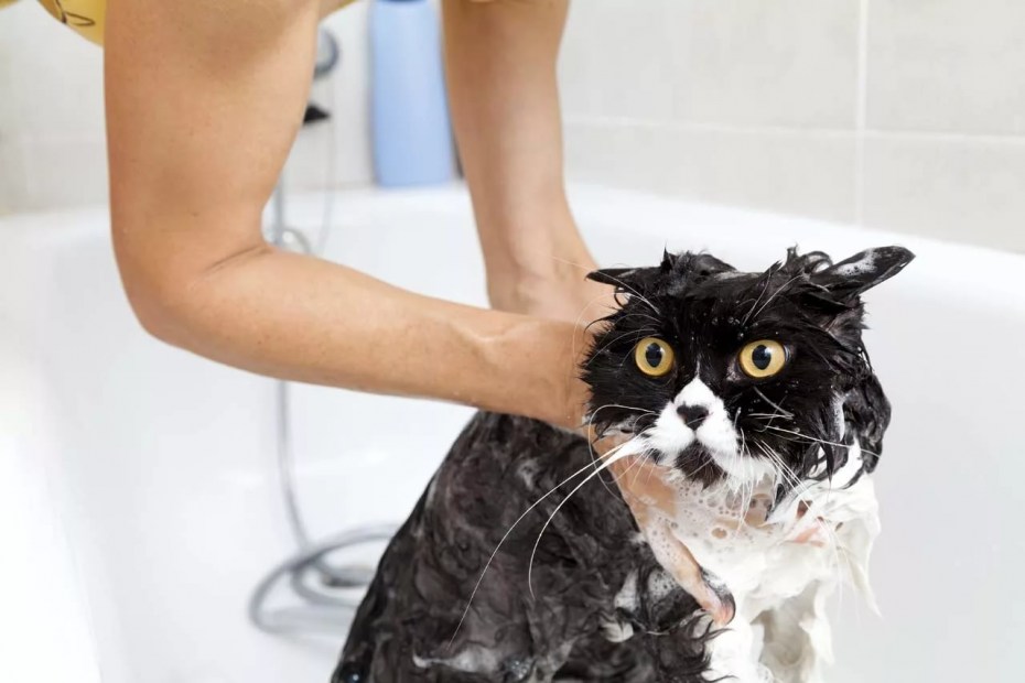 Мытье котят