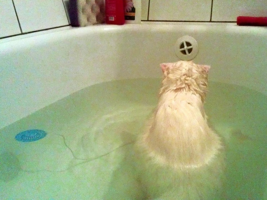 Речной котик