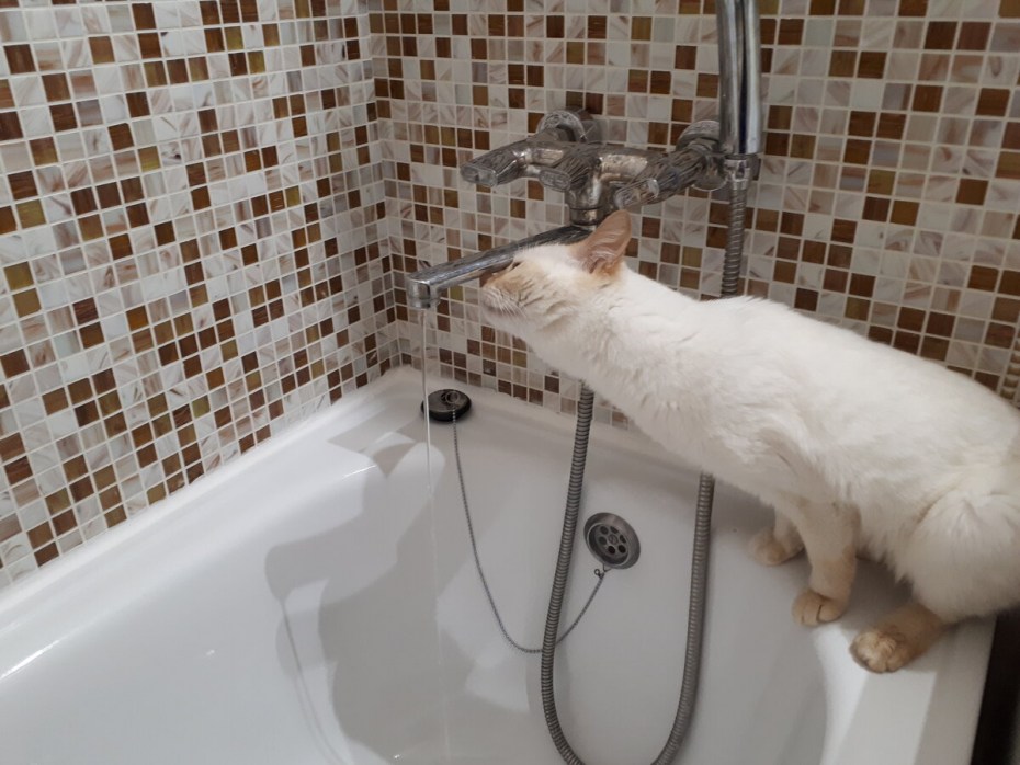Котик в воде
