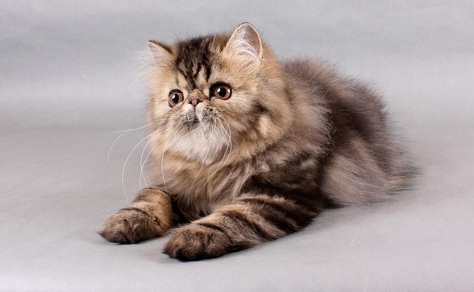 Персидские котята табби
