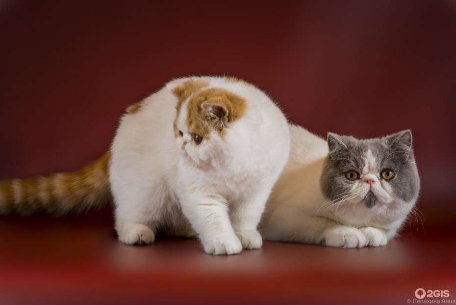 Оловянный персидский кот