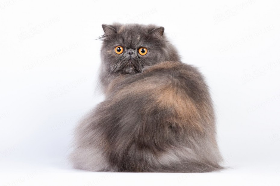 Экзот кошка серая