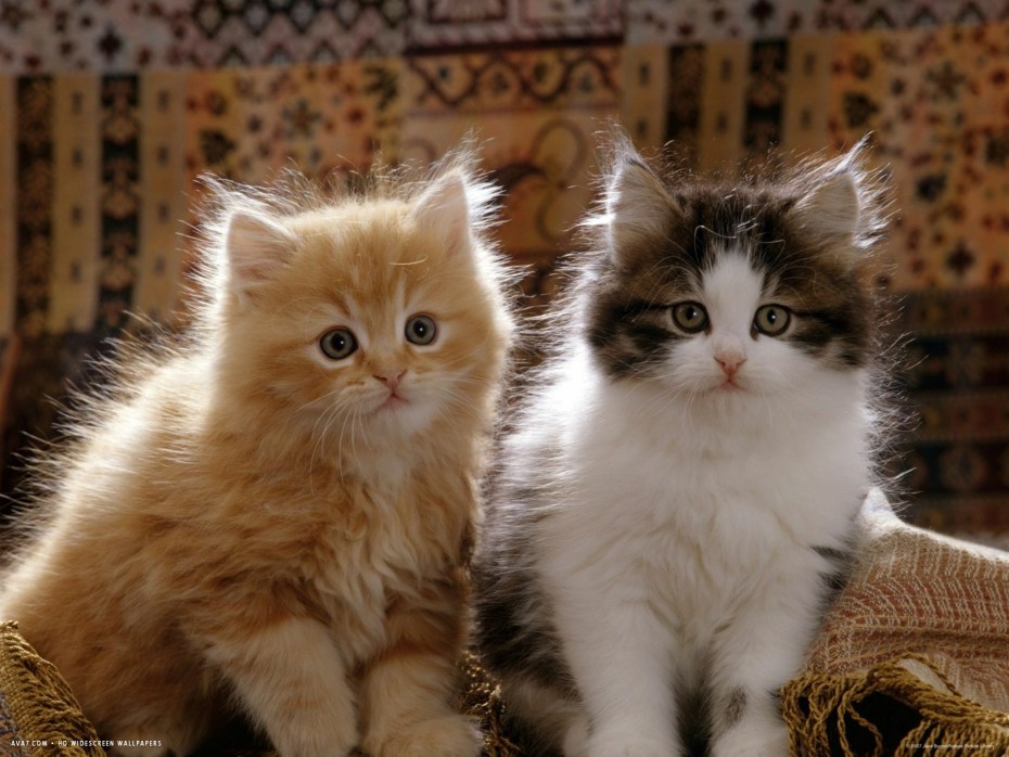 Calico Kittens for sale