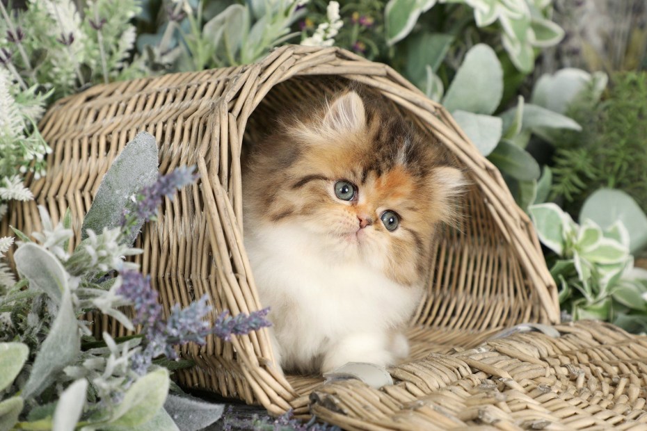 Персидские котята табби