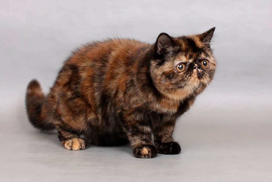 Cream tabby
