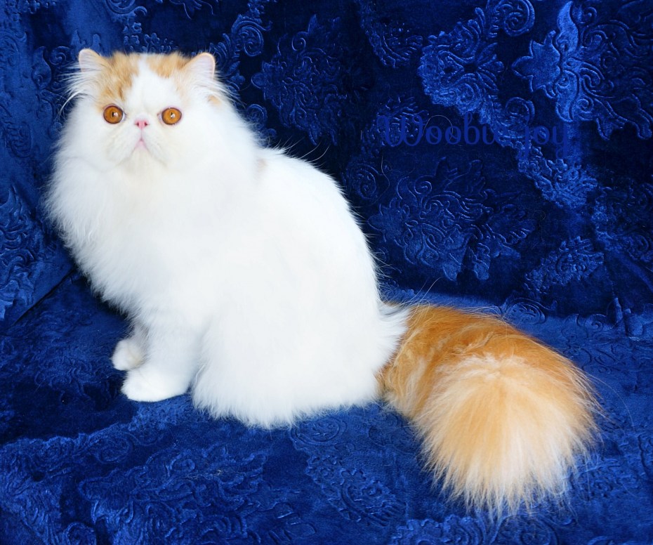 Stock-photo-Persian-Kittens-159360887