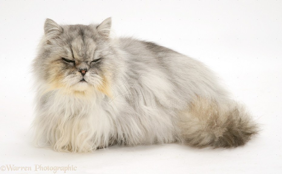 Коты и Калик
