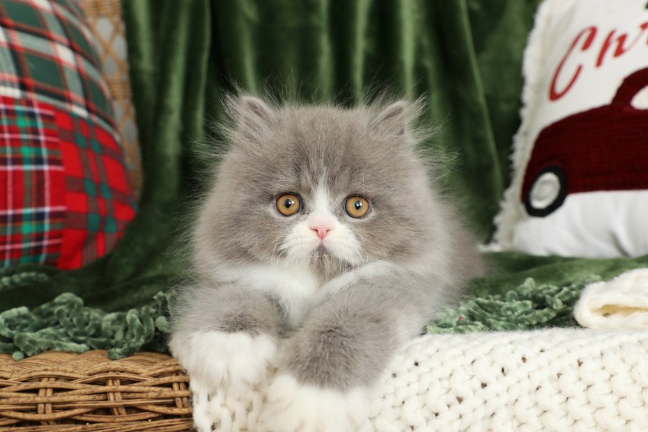 Кот в лаптях