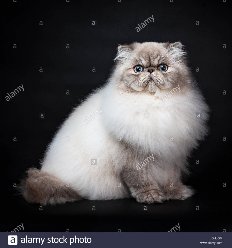 Персидский кот табби черно-белый
