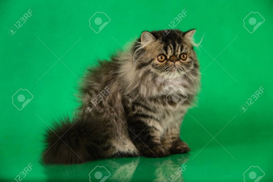 Кот экзот красный мрамор