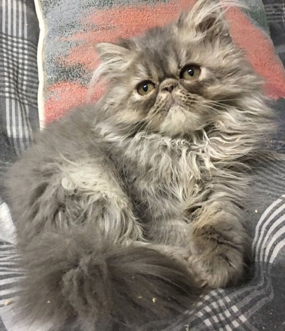 Окрасы персидских кошек