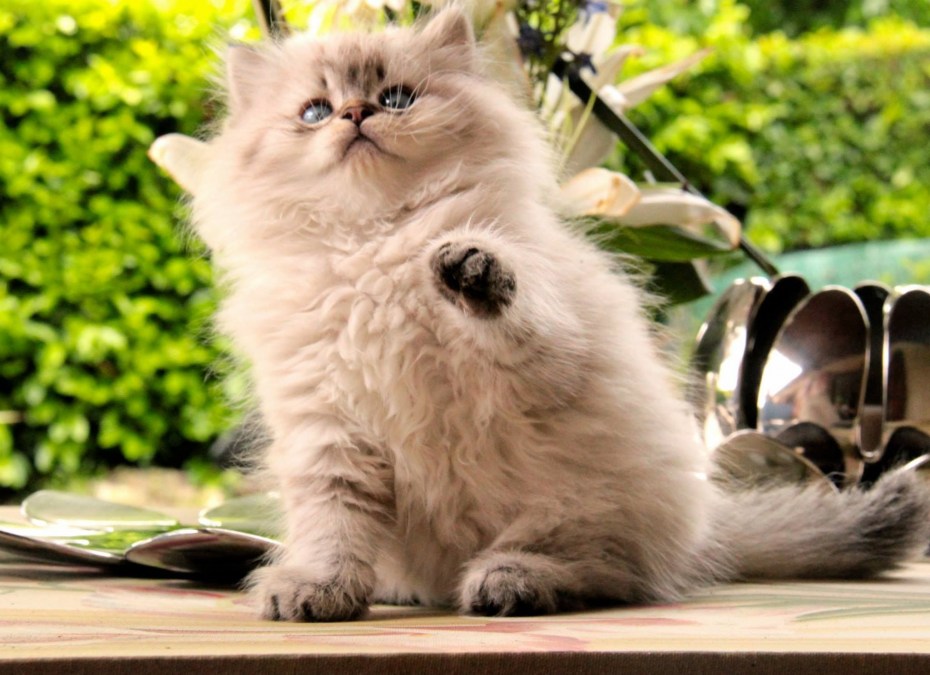 Meo Persian