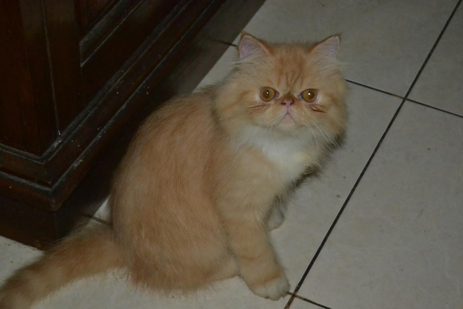 Персидский кот коричневый