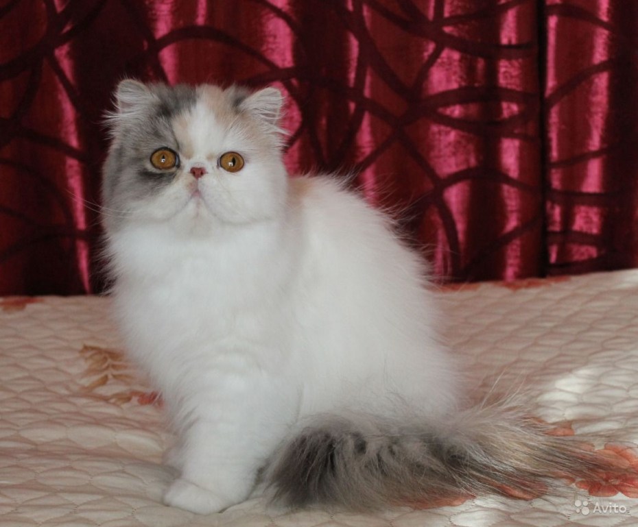 Ангорская шиншилла кошка