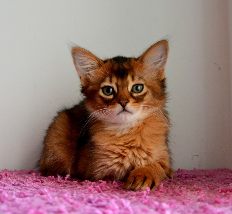 Кот породы Сомали