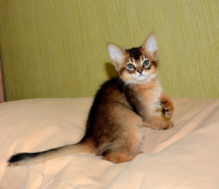 Поджарая кошка