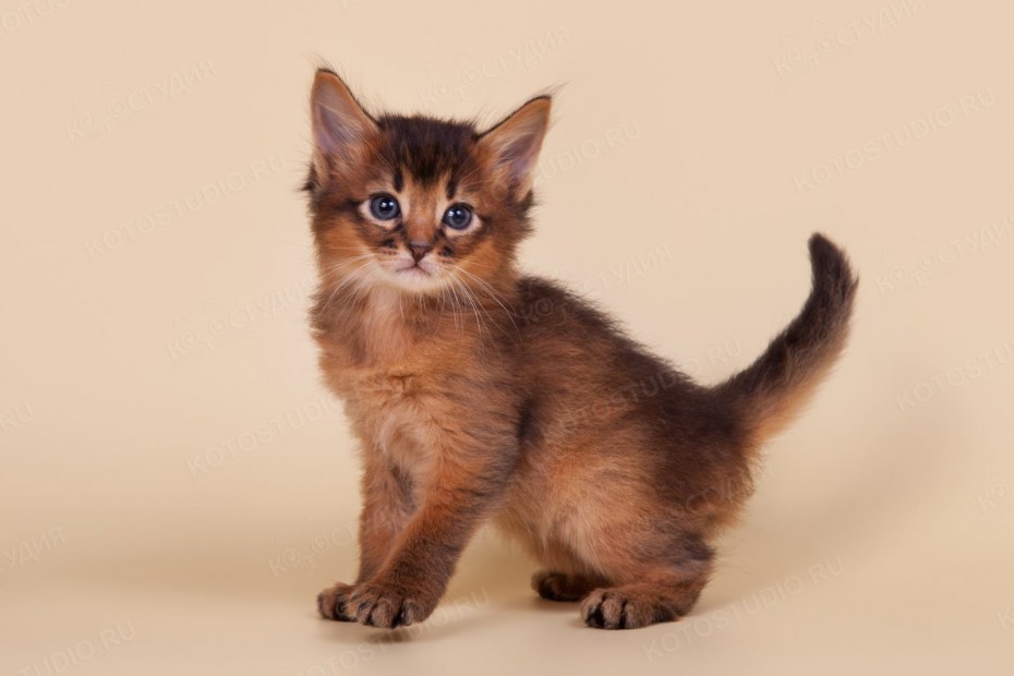 Сомалийская кошка котята