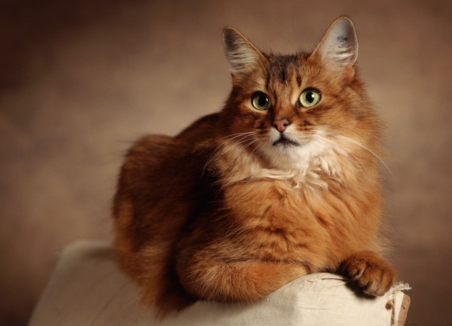 Сомалийская Лесная кошка