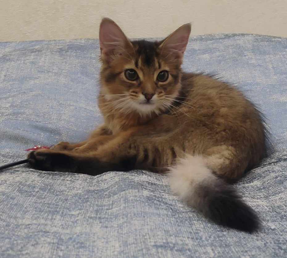 Сомалийская кошка