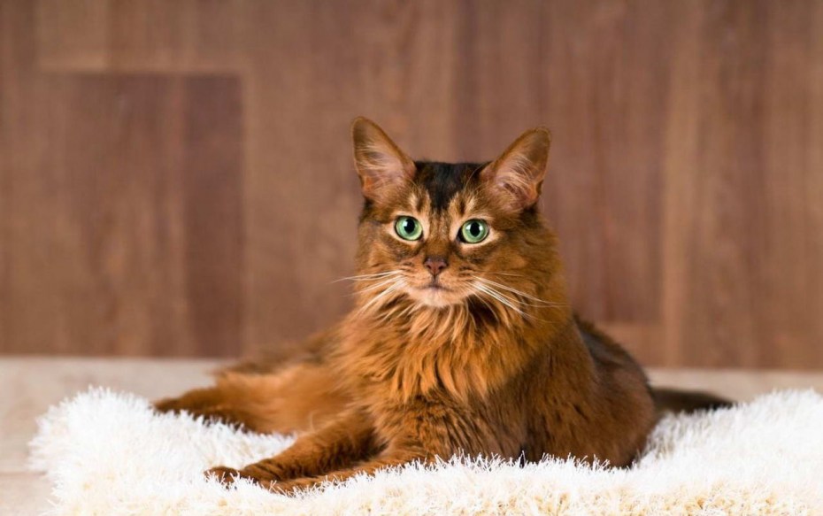 Абиссинская и Сомалийская кошка