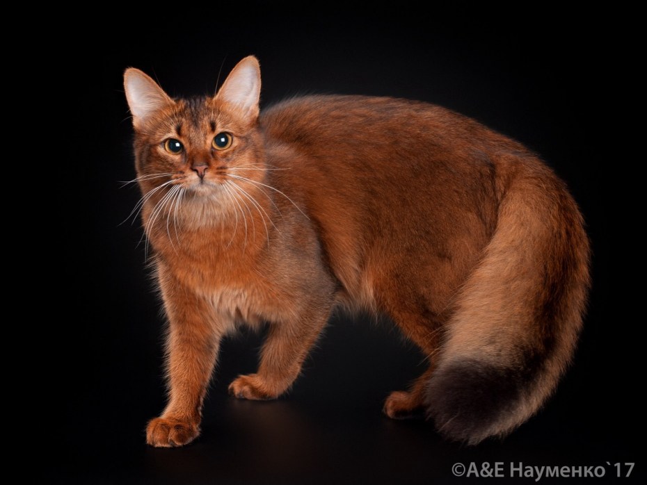 Абиссинская и Сомалийская кошка
