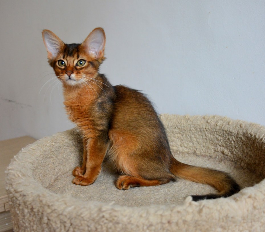 Сомалийская кошка питомник