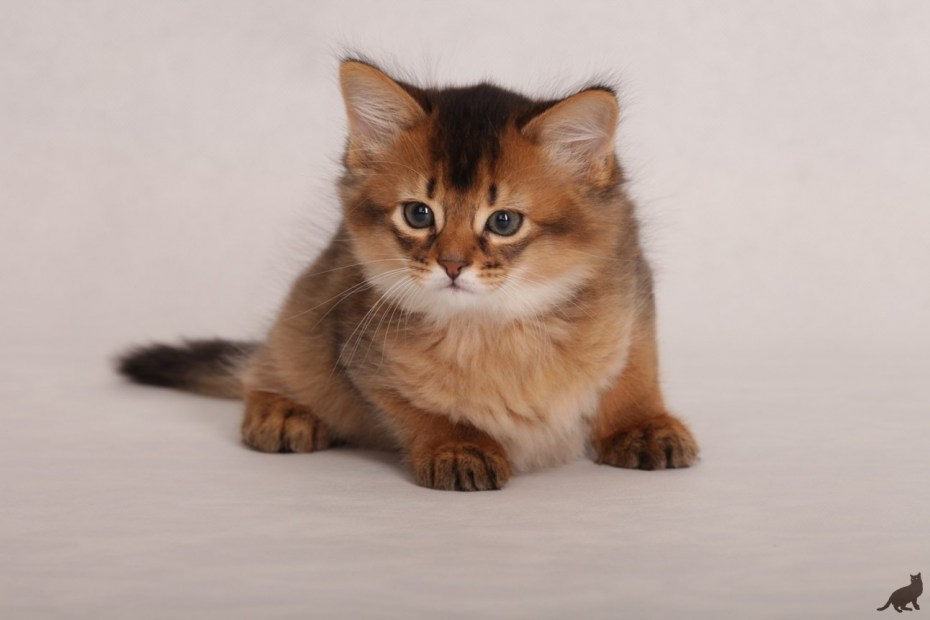 Сомалийская кошка котята