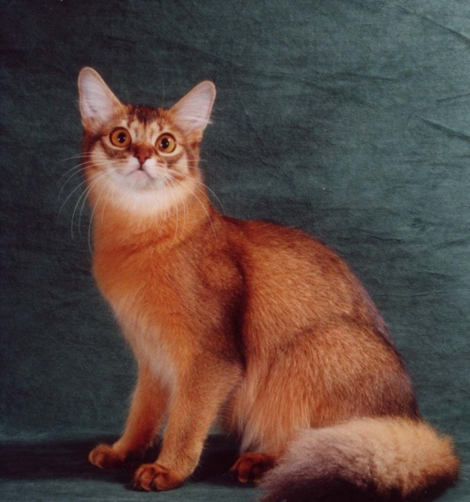 Сомалийская кошка соррель