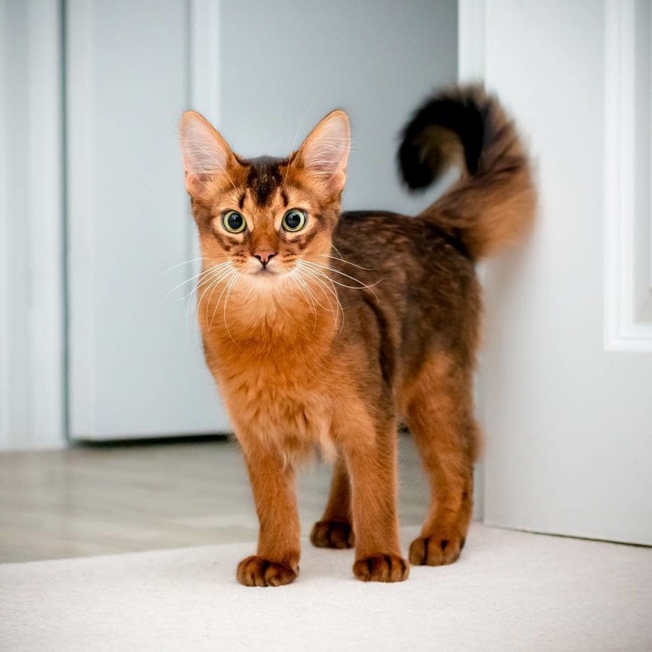 Абиссинская и Сомалийская кошка