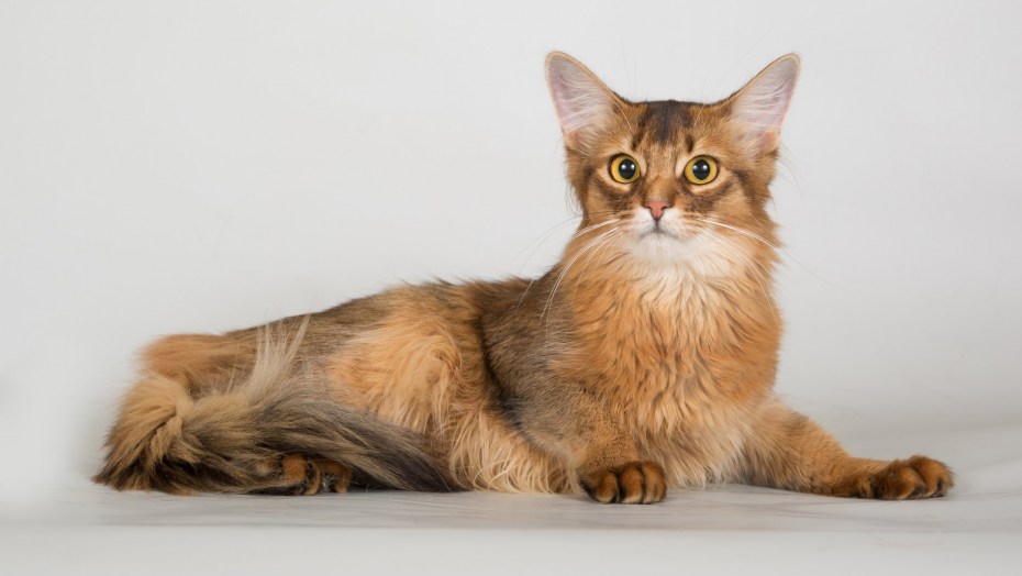 Сомалийская кошка котята