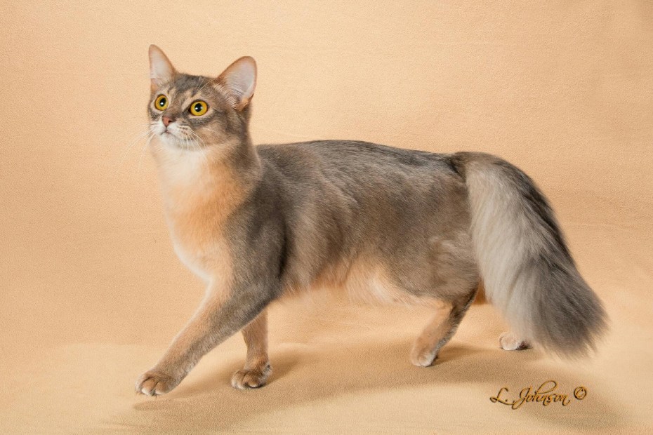 Сомалийская Сомали кошка
