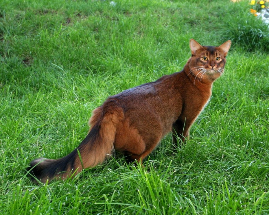 Котята сомалийской породы фото