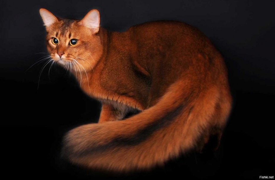 Абиссинская и Сомалийская кошка
