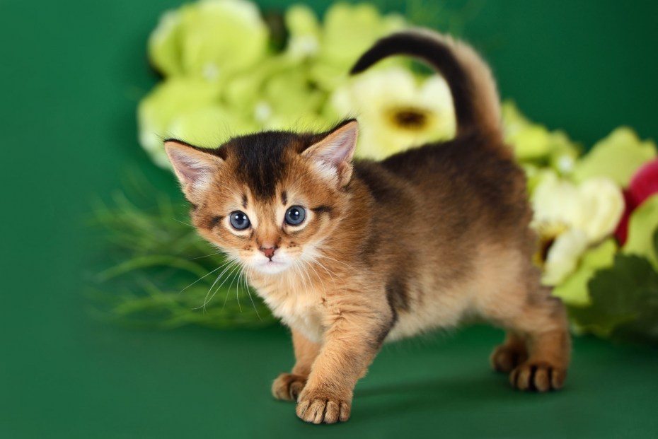 Сомалийская кошка купить котенка