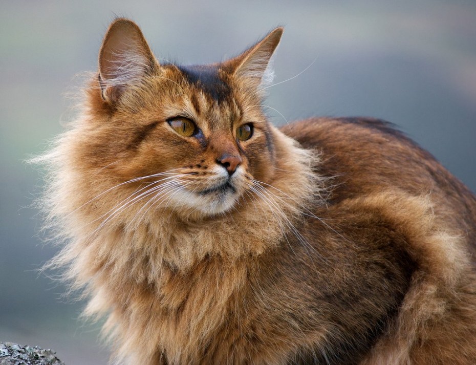 Абиссинская кошка Сомали
