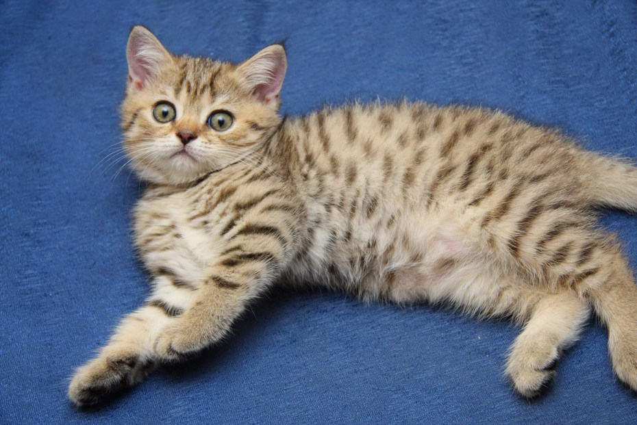 Бенгальская кошка