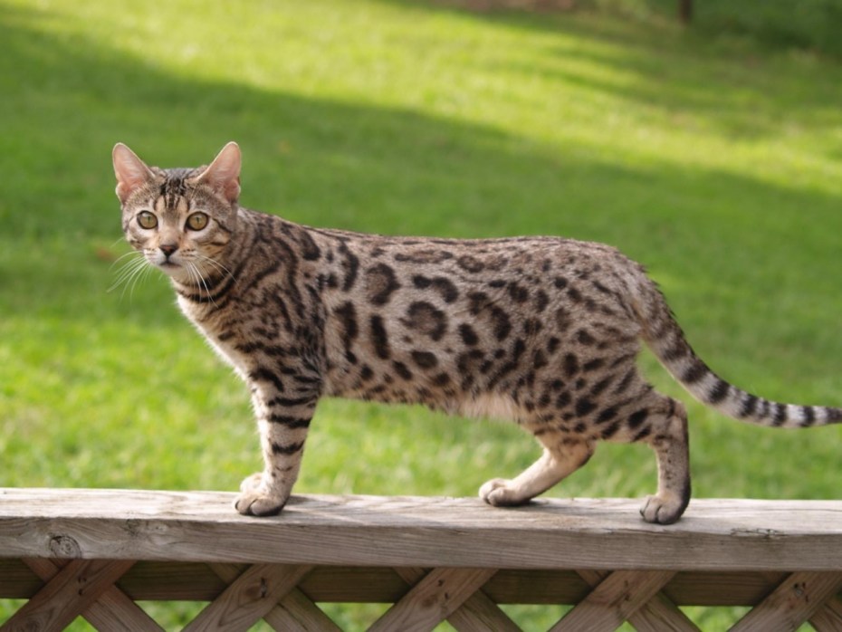Бенгальский кот геннета