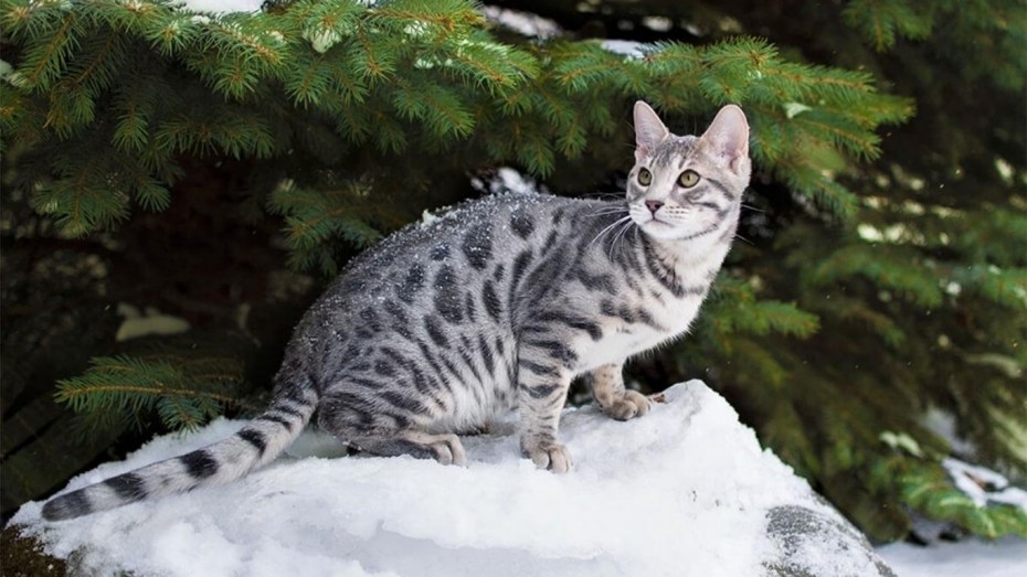 Кот породы бенгал
