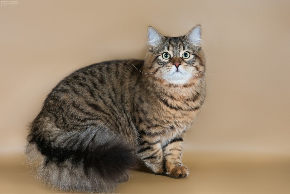Бенгальская короткошерстная кошка
