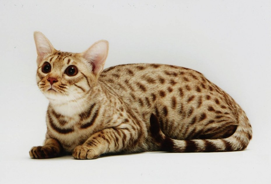 Бенгальская кошка
