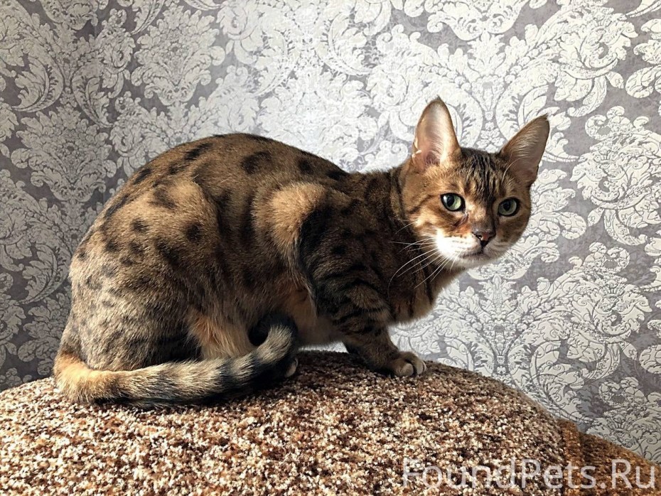 Бенгальская кошка
