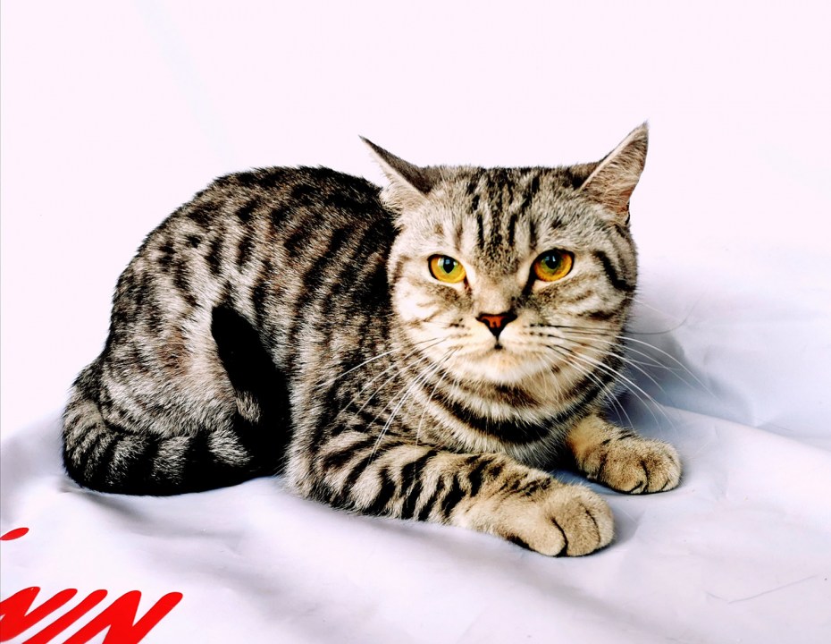 Бенгальская короткошерстная кошка