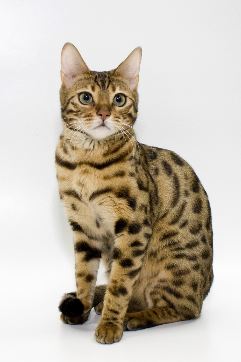 Prionailurus bengalensis