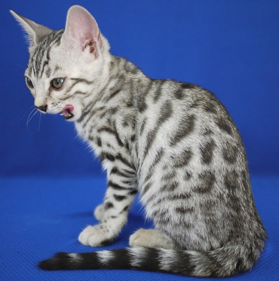 Бенгальская кошка