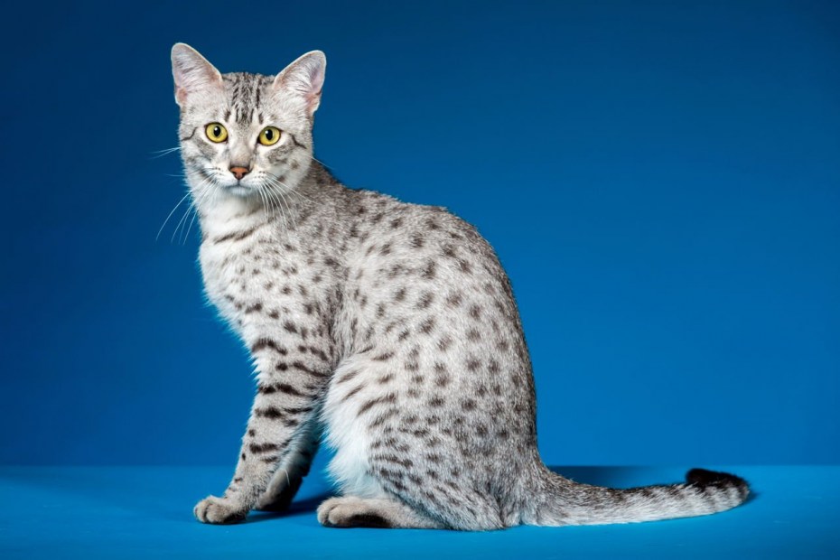 Бенгальский кот табби