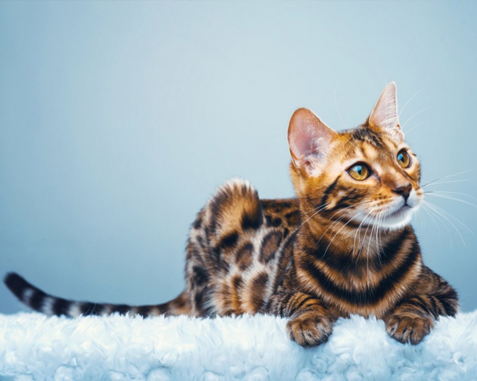 Бенгальская Саванна кошка