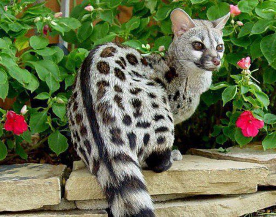 Бенгальская кошка